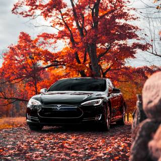 Tesla autumn wallpaper