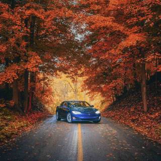 Tesla autumn wallpaper