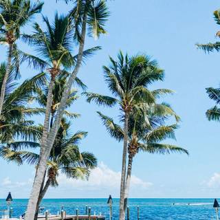 Florida iPhone wallpaper