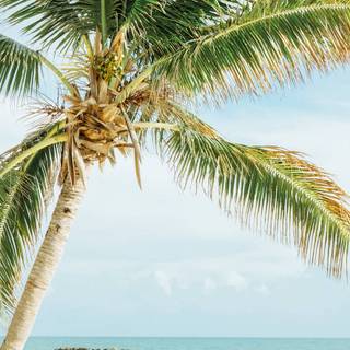 Florida iPhone wallpaper