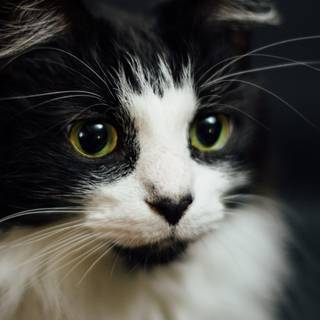 Black cat iPhone wallpaper