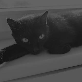 Black cat iPhone wallpaper