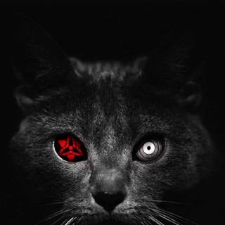 Black cat iPhone wallpaper