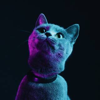 Black cat iPhone wallpaper