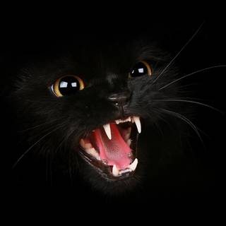Black cat iPhone wallpaper