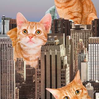 Funny cats iPhone wallpaper