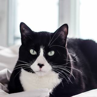 Black cat iPhone wallpaper