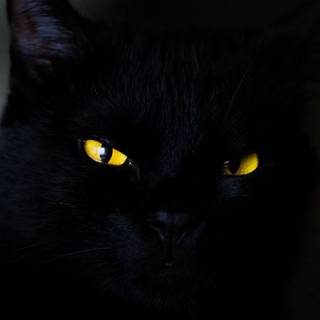 Black cat iPhone wallpaper