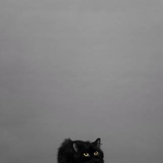 Black cat iPhone wallpaper