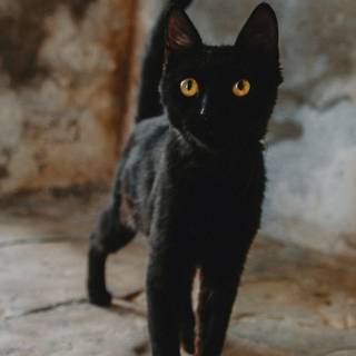 Black cat iPhone wallpaper