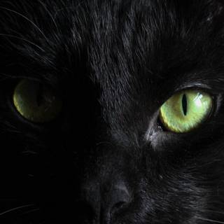 Black cat iPhone wallpaper
