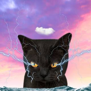 Black cat iPhone wallpaper