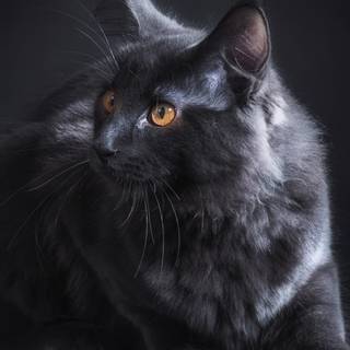 Black cat iPhone wallpaper