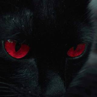 Black cat iPhone wallpaper