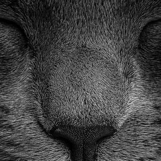 Black cat iPhone wallpaper