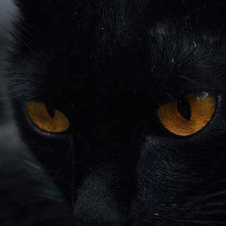Black cat iPhone wallpaper