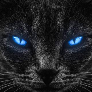 Black cat iPhone wallpaper