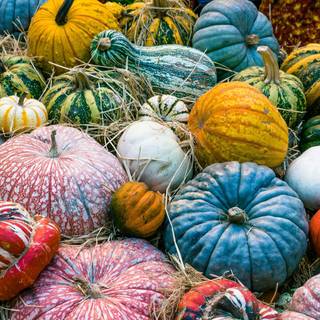 iPhone autumn pumpkin wallpaper