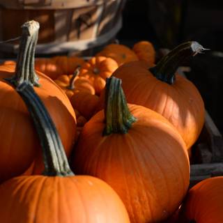 iPhone autumn pumpkin wallpaper