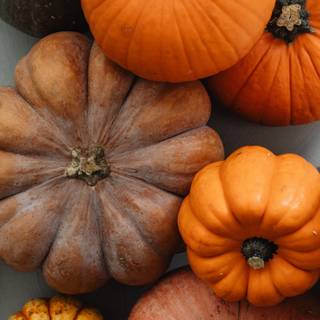 iPhone autumn pumpkin wallpaper