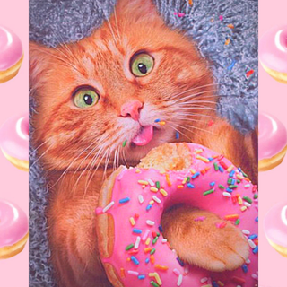 Donut cat wallpaper