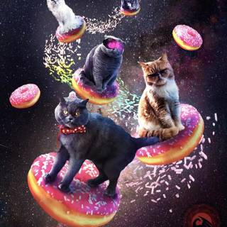 Donut cat wallpaper