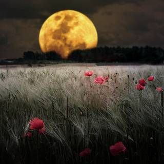 Moon rising wallpaper