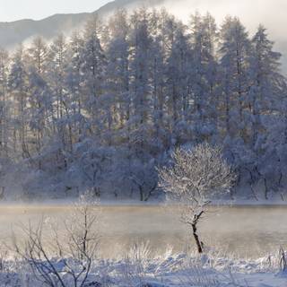Japan winter forest wallpaper