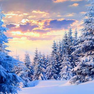 PFP winter wallpaper