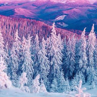 Blue and pink winter wallpaper