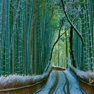 Japan winter forest wallpaper