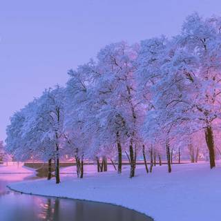 Blue and pink winter wallpaper