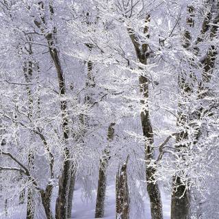 Japan winter forest wallpaper