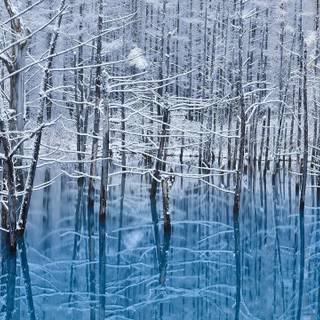 Japan winter forest wallpaper