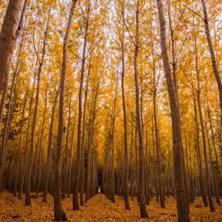 Yellow autumn forest wallpaper