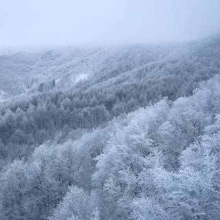Japan winter forest wallpaper