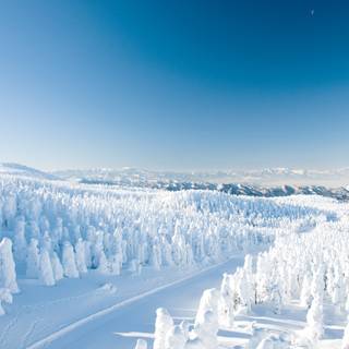 Japan winter forest wallpaper