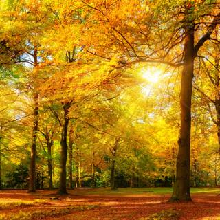 Yellow autumn forest wallpaper