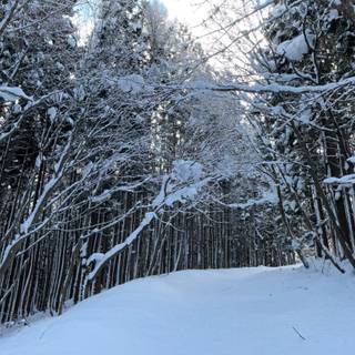 Japan winter forest wallpaper