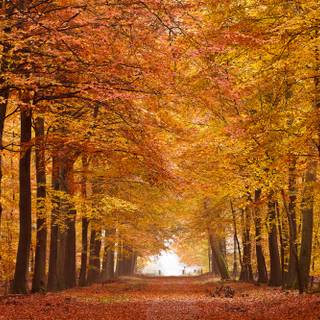 Yellow autumn forest wallpaper