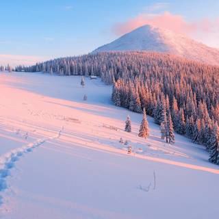 Blue and pink winter wallpaper