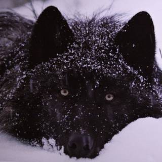 PFP winter wallpaper