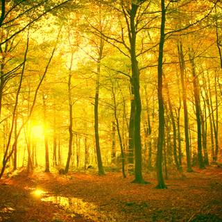 Yellow autumn forest wallpaper
