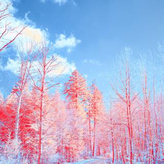 Blue and pink winter wallpaper