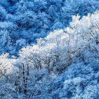 Japan winter forest wallpaper