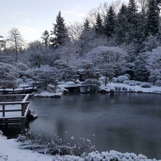 Japan winter forest wallpaper
