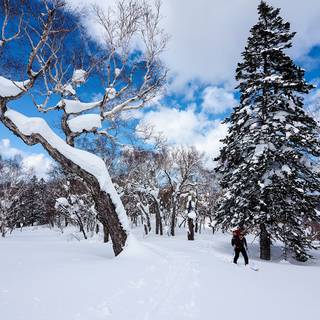 Japan winter forest wallpaper