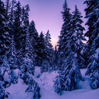 Blue and pink winter wallpaper