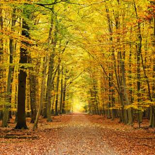 Yellow autumn forest wallpaper