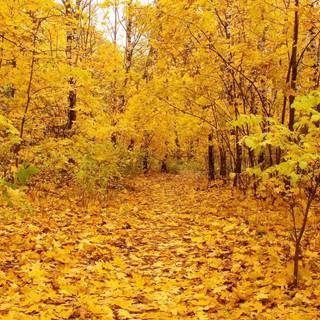 Yellow autumn forest wallpaper